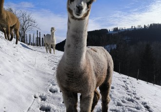 Camillo