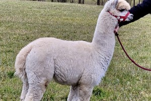 Percy