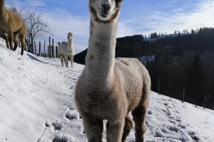 Camillo